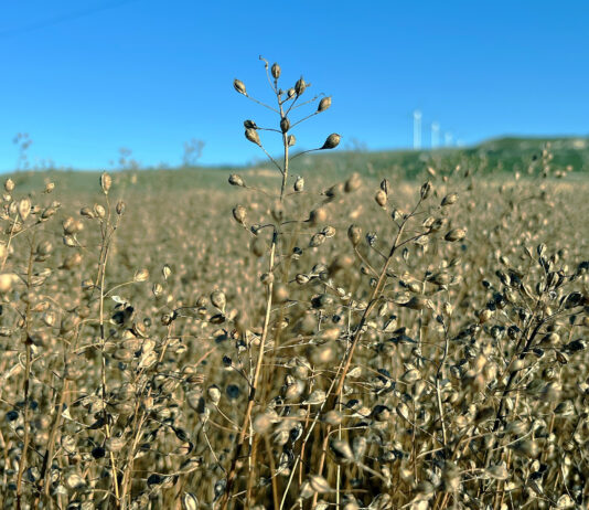 El seguro de colza y camelina puede contratarse con el 5 % de bonificación todo este mes de septiembre
