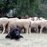 116 ganaderos de Palencia percibirán este año la ayuda de la Diputación para los gastos de mastines