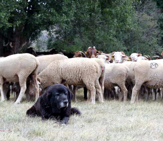 116 ganaderos de Palencia percibirán este año la ayuda de la Diputación para los gastos de mastines