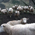 Ovejas-c-Inlac-1