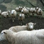Ovejas-c-Inlac