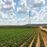 Las patatas empiezan a cotizar en la Lonja de León a un precio similar al del inicio de la pasada campaña