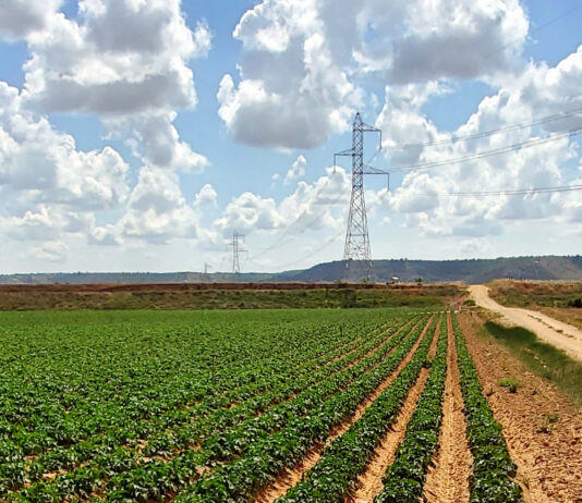 Las patatas empiezan a cotizar en la Lonja de León a un precio similar al del inicio de la pasada campaña