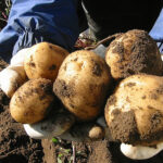 La cotización de la patata se activa por la menor calidad y peor conservación del producto importado