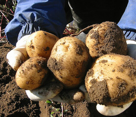 La cotización de la patata se activa por la menor calidad y peor conservación del producto importado