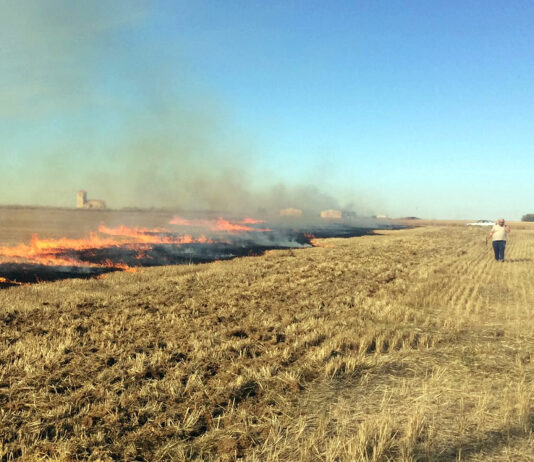 ASAJA insiste en que se autoricen quemas controladas de rastrojos por razones fitosanitarias