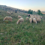 Las lonjas ratifican la tendencia alcista de la cotización del ganado bovino y ovino para carne