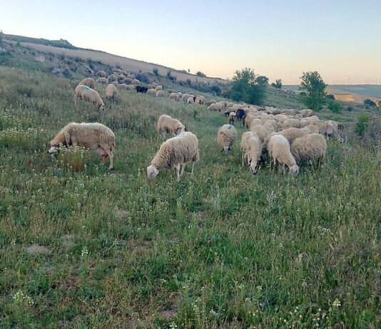 Las lonjas ratifican la tendencia alcista de la cotización del ganado bovino y ovino para carne