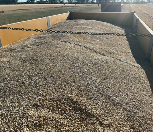 Octubre se salda con un ligero repunte de la cebada y la estabilidad en los precios de los demás cereales