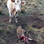 ASAJA exige que se cumpla el mandato de la UE y del Congreso para el control del lobo
