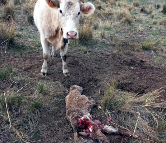 ASAJA exige que se cumpla el mandato de la UE y del Congreso para el control del lobo