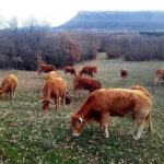 La cotización del bovino de carne sigue al alza por la necesidad de reponer hembras en las explotaciones