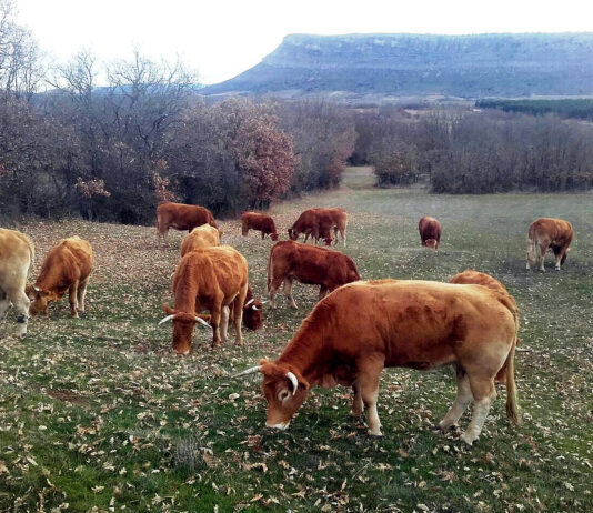 La cotización del bovino de carne sigue al alza por la necesidad de reponer hembras en las explotaciones