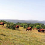 Vacas pastando norte Palencia