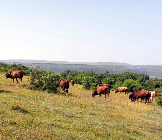 La zona veterinaria de Aguilar registra el primer caso de EHE de 2024 en la ganadería de Palencia