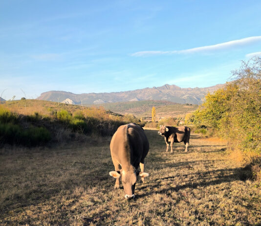 Todo el bovino de carne repite cotización en otra semana de estabilidad en la Lonja de Salamanca