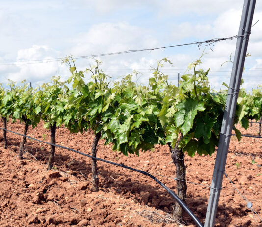 ASAJA pide ayudas al arranque de viñedo y prohibir los nuevos en la UE hasta 2027 para evitar la crisis