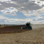 El girasol empieza a cotizar a 400 euros la tonelada, un 6,7 % más que al inicio de la campaña de 2023