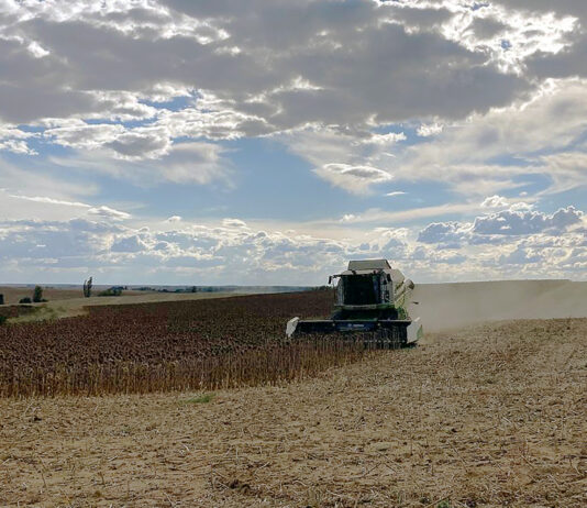 El girasol empieza a cotizar a 400 euros la tonelada, un 6,7 % más que al inicio de la campaña de 2023