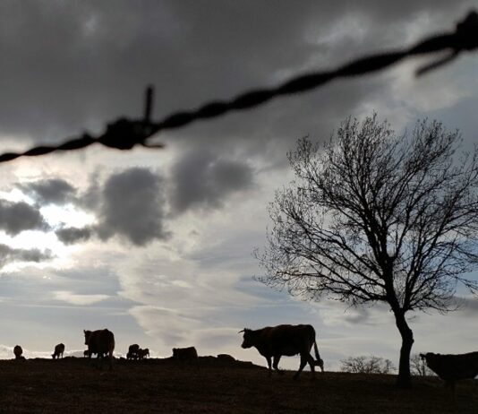 Conoce las pinturas y fotos premiadas en 2024 en los concursos infantil y juvenil de ASAJA-Castilla y León