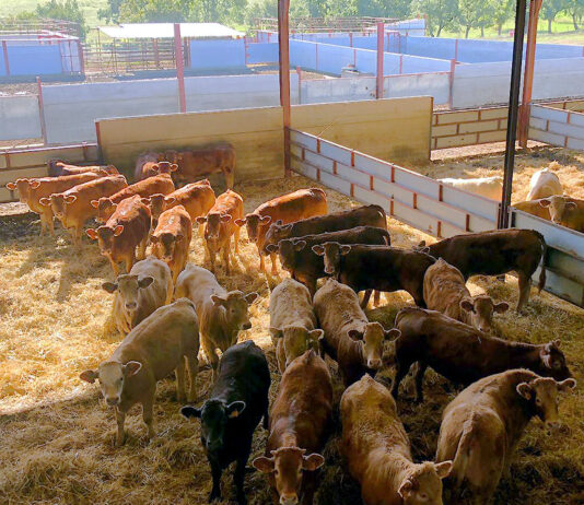 Las ayudas de la Junta para inversión en cebaderos se convocan con el doble de presupuesto que la anterior