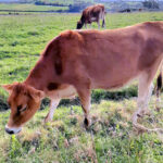 Semana estable para el precio del bovino en la Lonja de Salamanca tanto para cría como para matadero