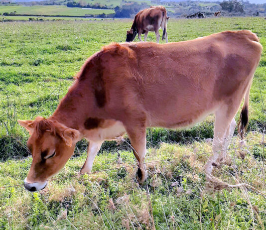 Semana estable para el precio del bovino en la Lonja de Salamanca tanto para cría como para matadero