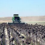 Tímida subida del girasol en la Lonja de León al bajar las estimaciones de cosecha a nivel mundial