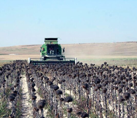 Tímida subida del girasol en la Lonja de León al bajar las estimaciones de cosecha a nivel mundial