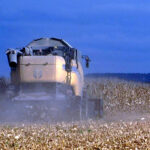 Suben los forrajes, mientras bajan trigo y cebada en la Lonja de León, donde vuelve a cotizar el maíz