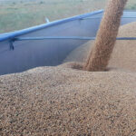 La tonelada del trigo sube cuatro euros y la de cebada tres por el conflicto del Oriente Próximo