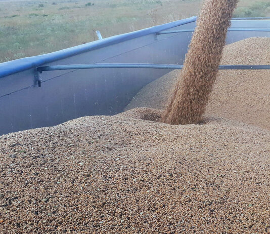 La tonelada del trigo sube cuatro euros y la de cebada tres por el conflicto del Oriente Próximo