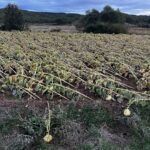 ASAJA exige un cambio radical en los seguros agroganaderos ante el descontento del sector