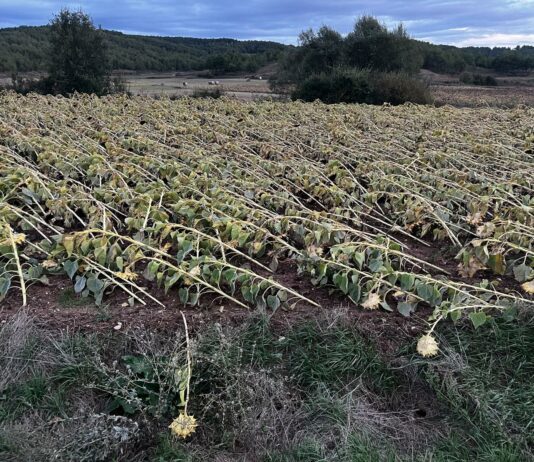 Agroseguro indemnizó con 4,7 millones de € al campo palentino en 2024, un año de baja siniestralidad