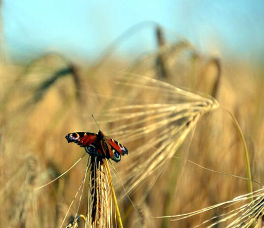 Retoques en la PAC: fotos geoetiquetadas voluntarias y nuevas flexibilizaciones en los ecorregímenes