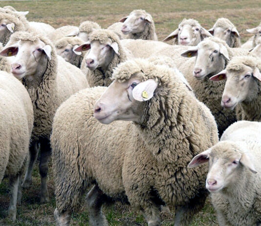 ASAJA propone una estrategia nacional para hacer frente al avance de la lengua azul