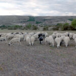 Precios estables del bovino de carne en Salamanca y del ovino en la Mesa del Lechazo de Castilla y León