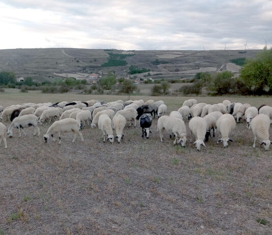 Precios estables del bovino de carne en Salamanca y del ovino en la Mesa del Lechazo de Castilla y León