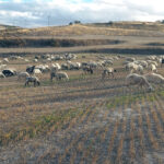 Mismos anticipos que en 2023 en la ayuda asociada a la ganadería, excepto en vacuno extensivo de carne