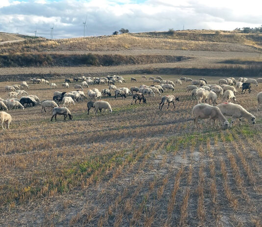 Mismos anticipos que en 2023 en la ayuda asociada a la ganadería, excepto en vacuno extensivo de carne