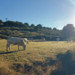 El temor a la dermatosis nodular bovina amaina y se reactiva la cotización de los terneros para vida