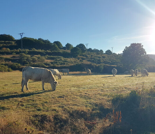 El temor a la dermatosis nodular bovina amaina y se reactiva la cotización de los terneros para vida
