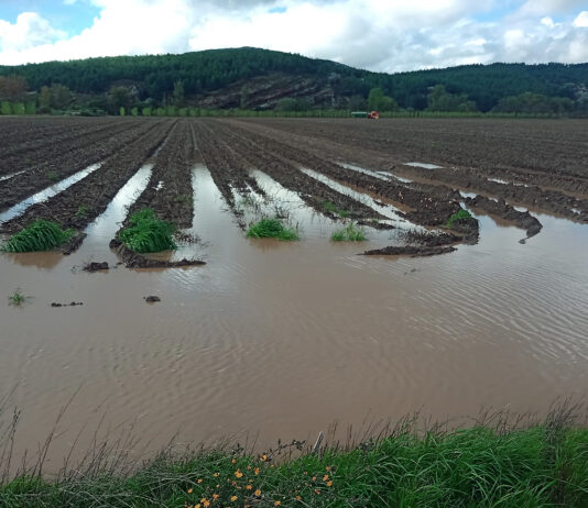 ASAJA-Palencia pide ayudas a los gobiernos central y autonómico por los daños en el girasol y la patata