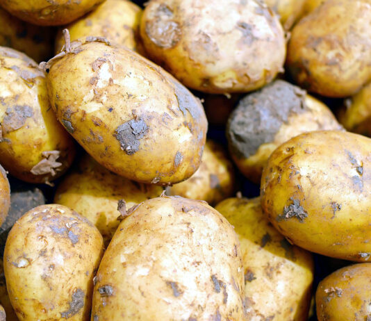 La patata baja hasta el 16 % en la Lonja de León, que recoge una lentísima recuperación del cereal