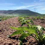 La Junta resuelve al fin las ayudas a la incorporación a cultivos industriales sostenibles de 2024