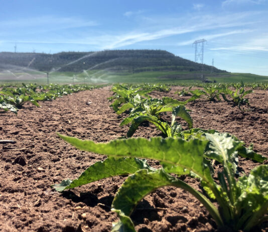 La Junta resuelve al fin las ayudas a la incorporación a cultivos industriales sostenibles de 2024