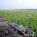 El FEGA publica los importes unitarios definitivos con los que van a liquidarse los ecorregímenes de 2024