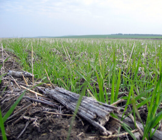 El FEGA publica los importes unitarios definitivos con los que van a liquidarse los ecorregímenes de 2024