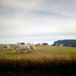 La escasez de ganado sigue elevando la cotización del bovino de carne en la Lonja de Salamanca