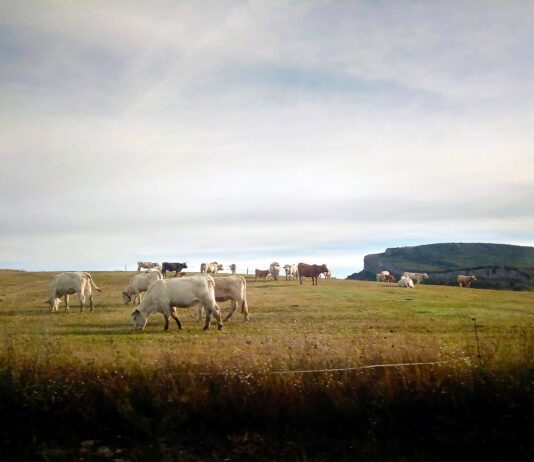 La escasez de ganado sigue elevando la cotización del bovino de carne en la Lonja de Salamanca